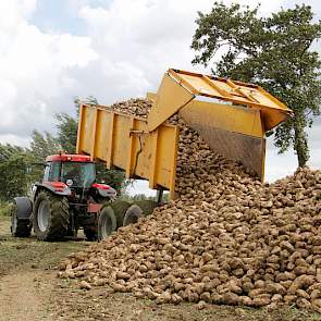 Akkerbouwer Köning zorgt zelf voor het transport van de bieten naar de hoop, vlakbij de weg.