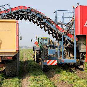 Met drie kippers wordt de oogst naar het erf gereden