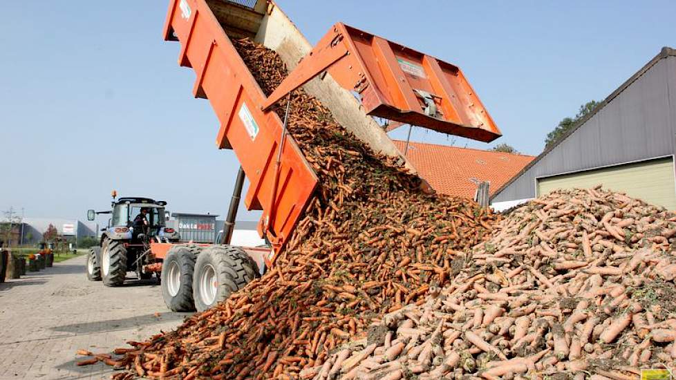 De peen wordt losgestort op het erf