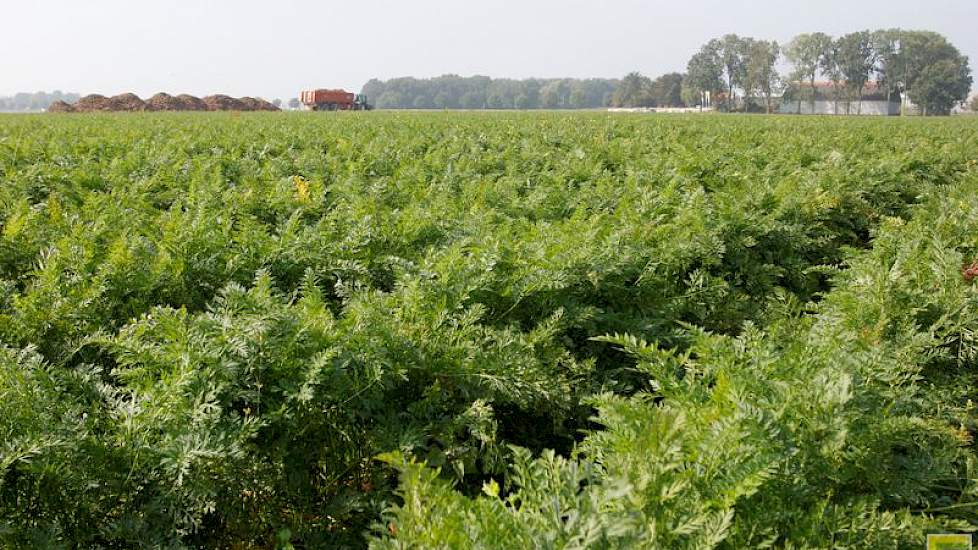 Het groeiseizoen verliep heel goed, zegt Schuijlenburg. Het voorjaar was droog, maar de peen is half april gezaaid, en toen was de grond nog vochtig genoeg. De medewerkers van de stadsboerderij hebben de peen dan ook niet hoeven beregenen.