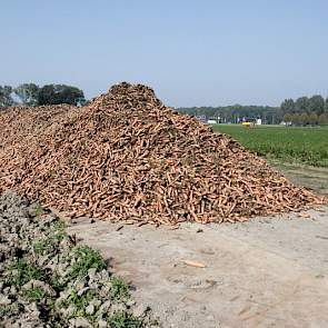 Maar omdat het erf te klein is om alle peen te bergen, wordt de peen deels op een kavelpad gestort