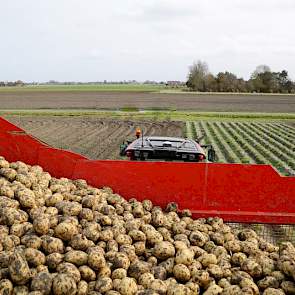 De pootaardappelen vallen dit jaar wat grover uit. Van Schagen wijt dit met name aan het droge voorjaar, waardoor de knolzetting slechter was. Er zitten wel wat rotte knollen in als gevolg van de vele regen die enkele weken geleden in deze regio is gevall