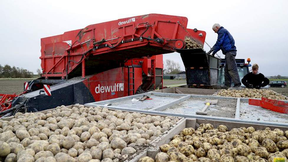 Hij teelt het nog niet commerciële ras Armin voor handelshuis De Nijs. Een deel van de oogst gaat naar Spanje om als pootgoed geteeld te worden. Armin komt op de rassenlijst voor het volgende teeltseizoen en is dan ook in Nederland te telen als pootgoed.