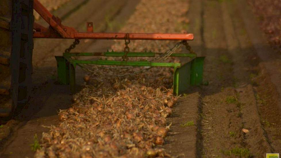 Bijkomstigheid is dat het de uien ook weer netjes in het zwad legt. ‘We hebben behoorlijk last gehad van roeken, die hebben het zwad op z’n kop gelegd’, zegt Izebrand Haaijer.