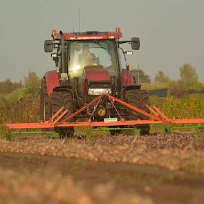 Het wippertje neemt drie bedden in één werkgang mee. Met een snelheid van 5 tot 6 km per uur legt de machine de uien weer los in het zwad.