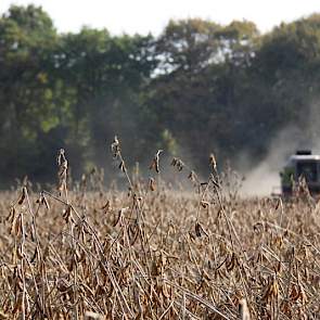 De soja ontwikkelde zich uitstekend op de Veluwse zandgrond en vormde een massaal gewas met planten van 120-130 cm. Binnen zes weken hadden de planten het veld dicht, zodat onkruiden geen kans kregen en aardappelopslag werd verstikt.