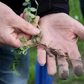 De wortels van wikke op de hand van een van de aanwezigen. Hij haalt alles uit de grond, het gaat niet alleen om wat er van bovenaf zichtbaar is. Ook zegt hij dat wikke duur mag heten, maar het levert vele malen meer op dan wat het kost. „Het iele gewasje