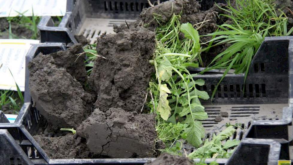 Er zit wat roest in de plantjes op de kluiten her en der, wat duidt op nattigheid. „Alhoewel je op de biologische gronden in vergelijking met gangbaar meestal weken eerder terecht kunt”, zegt een medewerker van de proefboerderij. Een vraag uit het publiek