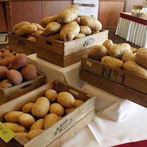 Groot, groter, grootst bij van Rijn France.