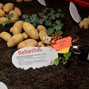 Eén van de nieuwe rassen is de geelvlezige Bellanita, deze aardappel vindt zijn weg op de nichemarkt van krielaardappelen. Het ras is niet helemaal nieuw, het wordt al verkocht in de Verenigde Staten en Canada. ‘Het is een kleine markt, maar wel eentje di