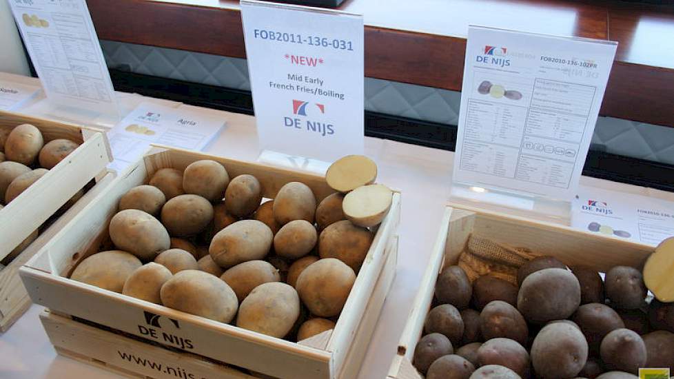 De FOB2011-136-031, een middelvroege nieuweling van De Nijs Potatoes.