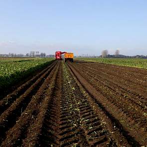 Sterenborg vindt het voor de kwaliteit van zijn bodem belangrijk om de bieten te rooien wanneer het beste moment zich aandient. Maar ja, dat brengt wel hogere bewaarverliezen met zich mee. „Wat is het grootste risico”, vraagt hij zich dan ook af.