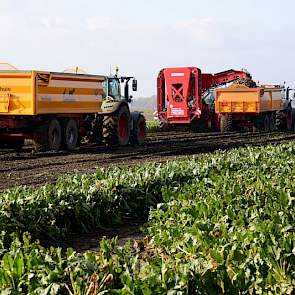 De verschillen tussen de hectareopbrengsten op het bedrijf van Sterenborg zijn groot, variërend van 60 tot 130 ton. „Een extreem verschil”, vindt ook medewerker Evert Hemssems. Deze zijn voor een deel te verklaren vanuit verstuiving in het voorjaar. Op de