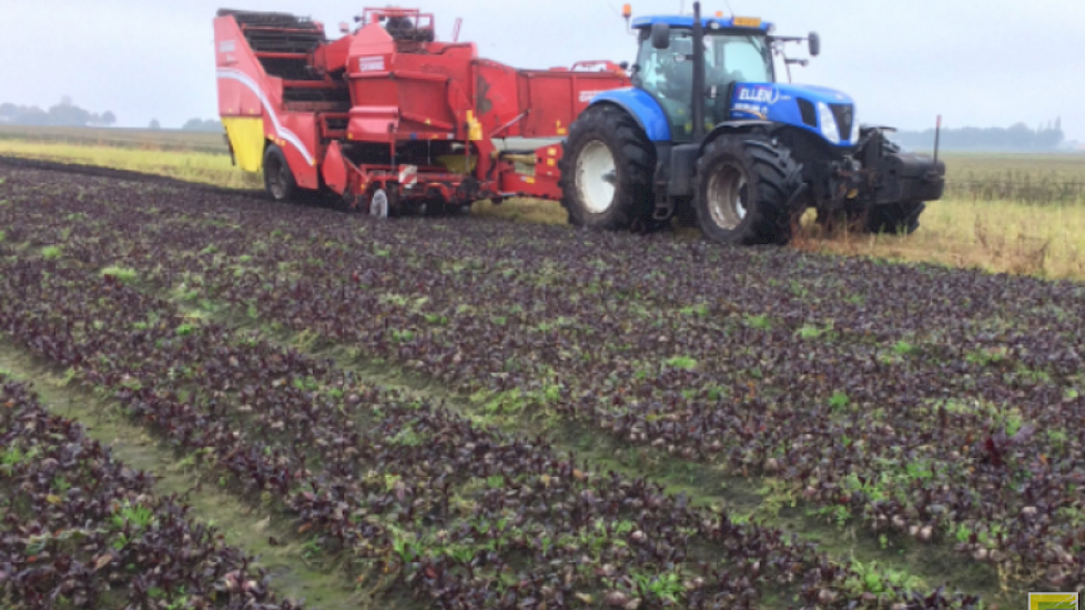 Loonbedrijf Ellen uit Klazienaveen (DR) rooide recent de rode bieten van vader en zoon Siebring. Normaal gesproken rooien de akkerbouwers hun bieten zelf, maar vanwege de nattigheid konden ze niet meer over het land. De machine van loonwerker Ellen is voo