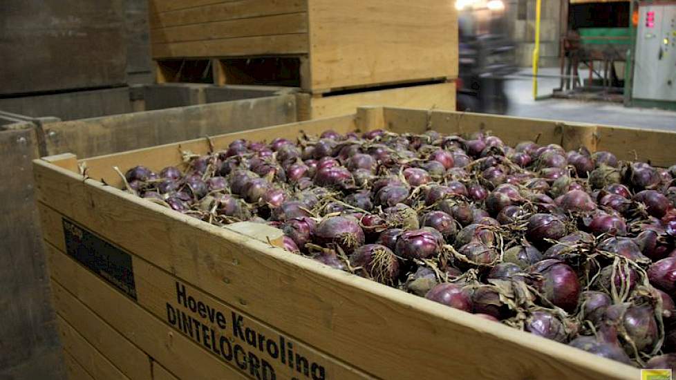 Monie sorteert en verpakt gele, roze en rode uien. De gele uien nemen met circa 70 procent het grootste aandeel in, de rode 20 procent.