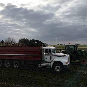 Bennen brengt zijn bieten met eigen vrachtwagens af land direct naar een centrale stortplaats waar meerdere telers hun bieten afleveren.