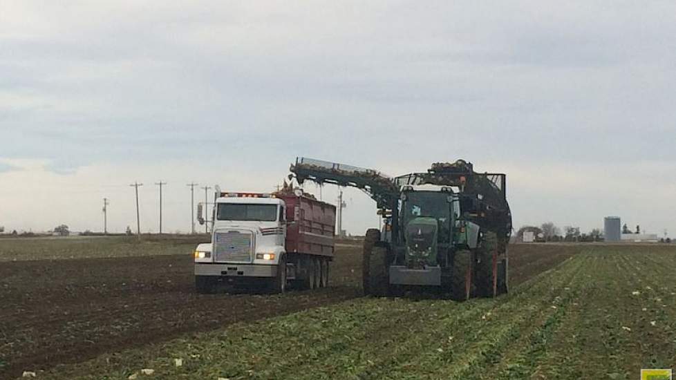 De 200 hectare bieten van de Canadese akkerbouwer Jan Bennen zijn in oktober gerooid.