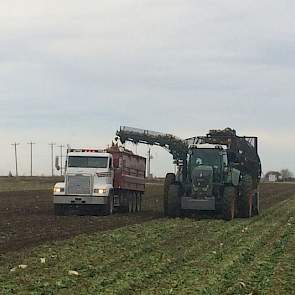 De 200 hectare bieten van de Canadese akkerbouwer Jan Bennen zijn in oktober gerooid.