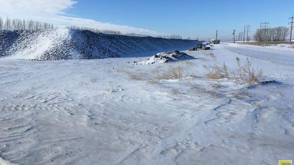 De bieten worden niet afgedekt; als de winter aanhoudt, gaan de buitenste bieten bevroren naar de fabriek. Dat geeft geen problemen met de verwerking, zo lang ze maar bevroren blijven. De hopen zijn zo groot dat alleen de buitenste bieten bevriezen, verde