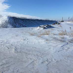 De bieten worden niet afgedekt; als de winter aanhoudt, gaan de buitenste bieten bevroren naar de fabriek. Dat geeft geen problemen met de verwerking, zo lang ze maar bevroren blijven. De hopen zijn zo groot dat alleen de buitenste bieten bevriezen, verde