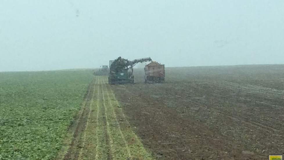 Bieten rooien tijdens een sneeuwbui. Bennen rooit met twee getrokken zesrijige rooiers.