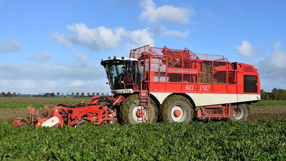 Vervaet Beet Eater 625 - Loonbedrijf Guiljam - cichorei rooien