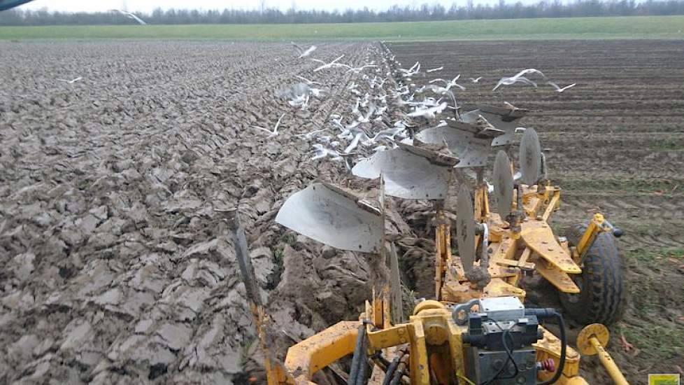 Vanwege de sporen en enkele natte plekken zet Haartsen na de oogst direct de ploeg erin. ‘Overdwars, om vol regenen van de sporen te voorkomen.’