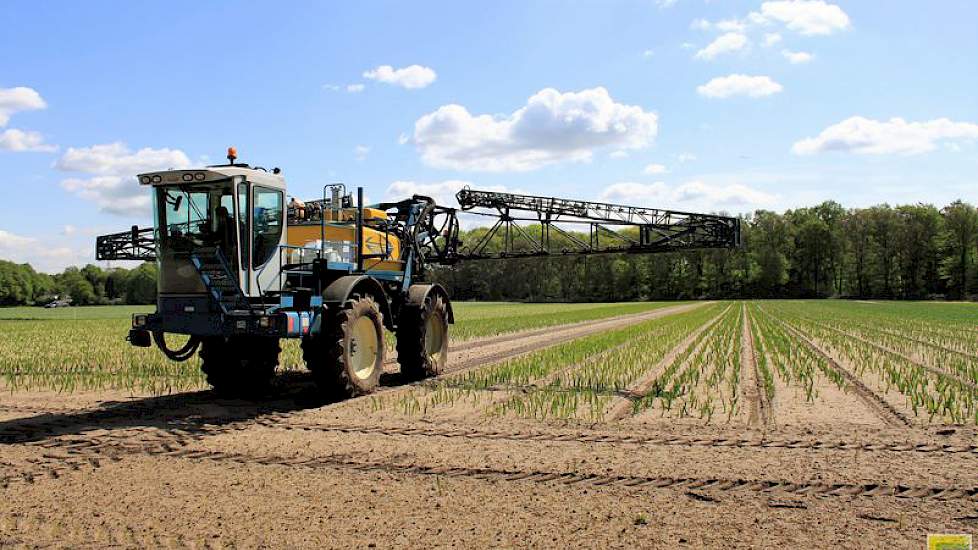 Waar gladiolenteler Theunissen normaal gesproken voor de bollenteelt slechts één keer op hetzelfde perceel zijn gladiolenbollen teelt, kan het voor de teelt van de bloemen ook twee keer.