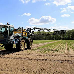 Waar gladiolenteler Theunissen normaal gesproken voor de bollenteelt slechts één keer op hetzelfde perceel zijn gladiolenbollen teelt, kan het voor de teelt van de bloemen ook twee keer.