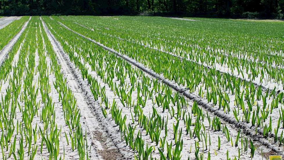 De gladiool, het symbool voor kracht en overwinning, wordt ook wel zwaardlelie genoemd omdat de bladeren van de gladiool de vorm van een zwaard hebben. De benaming Via Gladiola verwijst naar de uitdrukking ‘Dood of de gladiolen’, een gezegde dat teruggaat