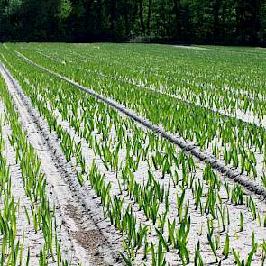 De gladiool, het symbool voor kracht en overwinning, wordt ook wel zwaardlelie genoemd omdat de bladeren van de gladiool de vorm van een zwaard hebben. De benaming Via Gladiola verwijst naar de uitdrukking ‘Dood of de gladiolen’, een gezegde dat teruggaat