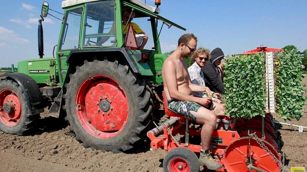 Eind juli gaan de laatste bloemkoolplanten de grond in. Rond dezelfde tijd valt ook de eerste oogst. De laatste bloemkool komt in november van het land. Alles is bestemd voor de versmarkt.