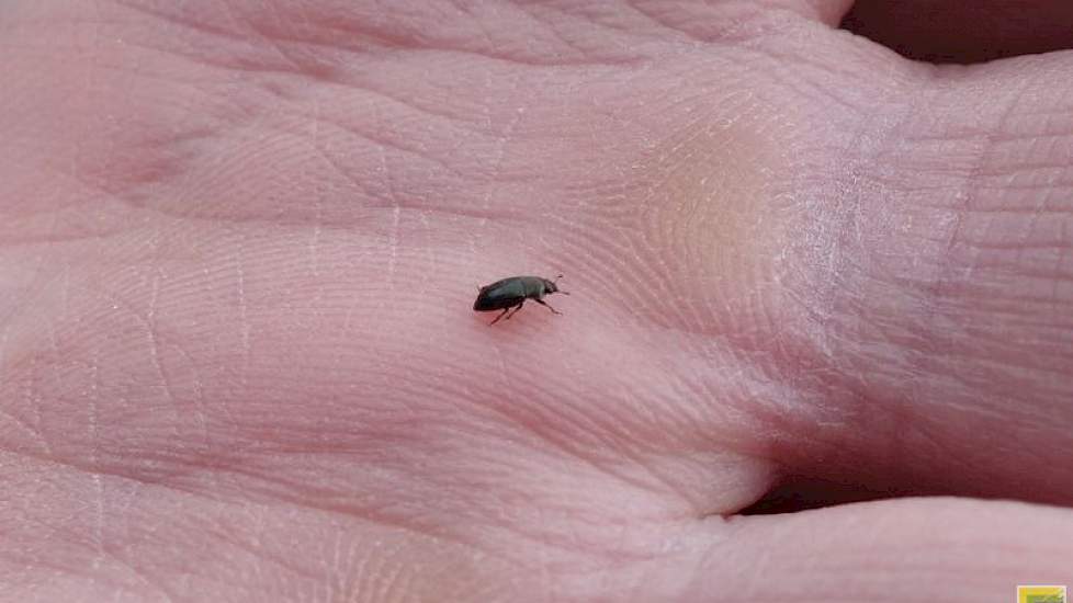 De koolzaadglanskever, een 2 mm groot metaalglanzend kevertje met een lange snuit, is een niet graag geziene gast op de koolzaadvelden. Weliswaar niet talrijk, maar eind april was dit kevertje  ook aanwezig op het Groningse Oldambt. Zowel de larven als de