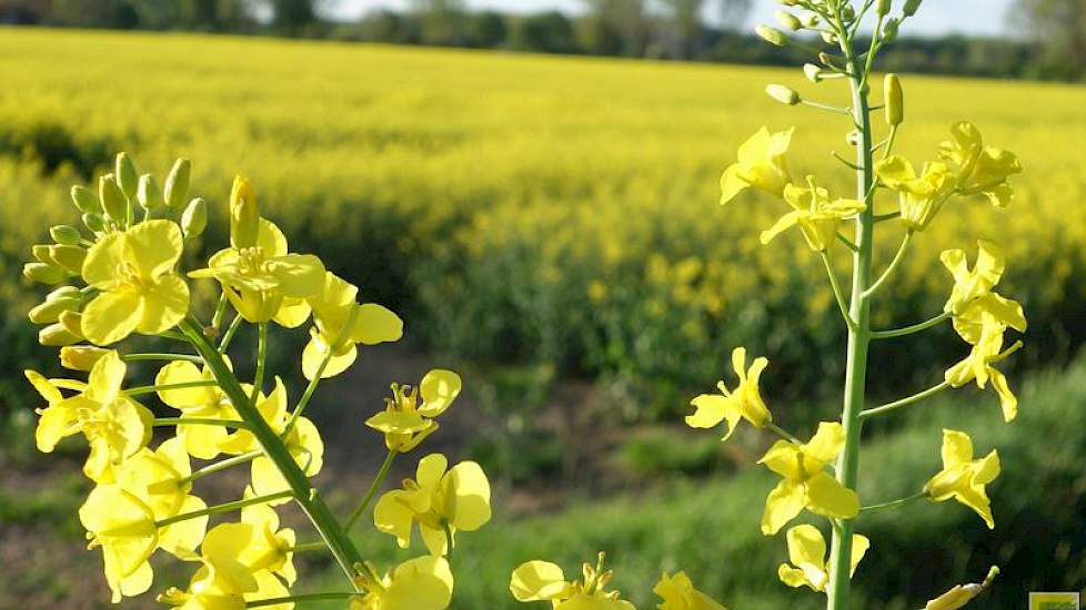 Mannelijke (links) en vrouwelijke koolzaadbloemen.