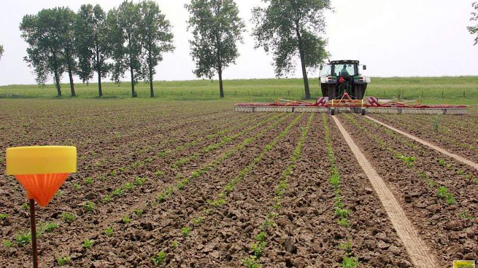 Om de knolselderij van wortelvlieg te vrijwaren, zorgt uienolie voor een beschermende geurdeken. Dertig houders, gevuld met korrels met uienolie, staan verspreid over het land.