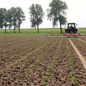 Om de knolselderij van wortelvlieg te vrijwaren, zorgt uienolie voor een beschermende geurdeken. Dertig houders, gevuld met korrels met uienolie, staan verspreid over het land.