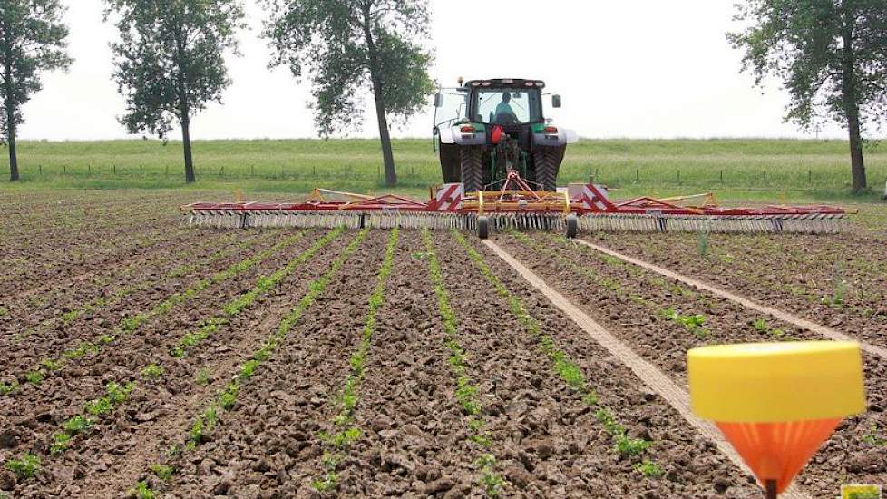 Het 100% biologische-bouwplan van Biostee omvat jaarlijks naast knolselderij ook aardappelen, peen en uien.