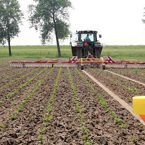 Het 100% biologische-bouwplan van Biostee omvat jaarlijks naast knolselderij ook aardappelen, peen en uien.