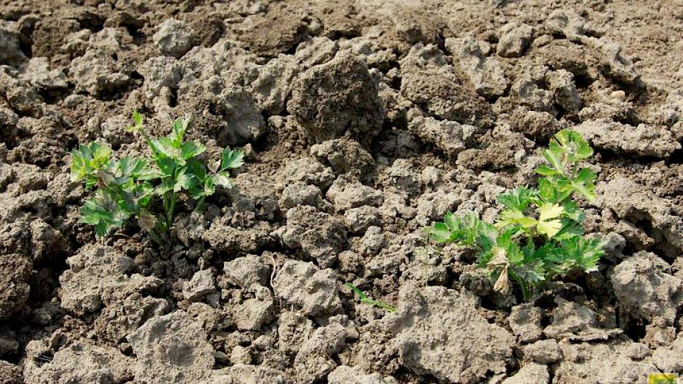 „Door het opentrekken van de grond doe je ook al meteen aan onkruidbestrijding in de rij”, zo laat de akkerbouwer weten.