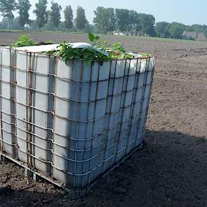 Om te kunnen vergelijken hebben de onderzoekers ook tarragrond in een IBC-tank gedaan, zonder water. 'We willen kijken wat de natuur doet als de grond niet onder water staat.'