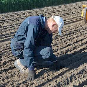 Zoon Elmen poot de aardappelen en zaait het maïszaad, Bert loopt achter de machine . Af en toe stopt hij om een stukje open te graven om zo het zaai- en pootwerk te bekijken.