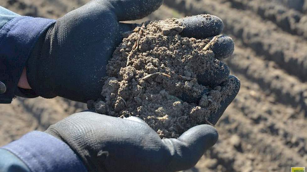 De grond moet goed los zijn voordat een vanggewas gepoot gaat worden, de structuur van de grond moet goed zijn. „De aardappelen moeten immers goed wortelen, om zoveel mogelijk larven te lokken.”