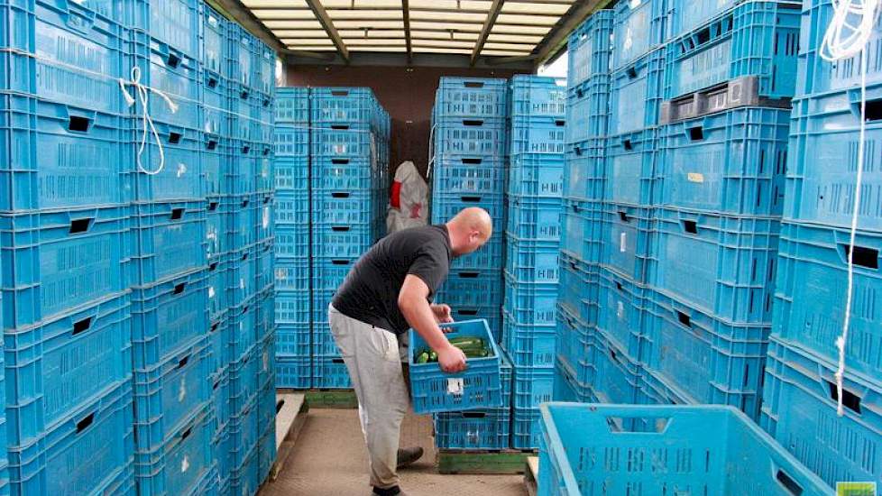 Al de courgettes van Reijnders worden afgezet via de coöperatieve telersvereniging Fossa Eugenia BV.