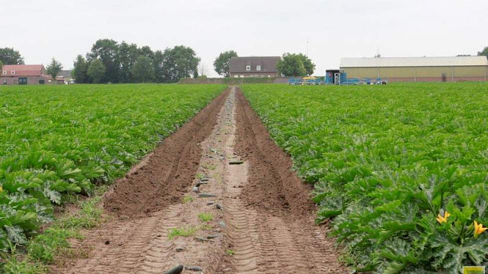 Her perceel dat Reijnders dit jaar als eerste heeft geoogst is half april geplant.De groeiomstandigheden waren volgens Reijnders prima. „We hebben hier weinig regen gehad en door het warme weer zijn we wel vroeger met oogsten.”