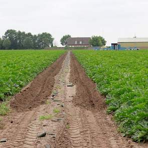 Her perceel dat Reijnders dit jaar als eerste heeft geoogst is half april geplant.De groeiomstandigheden waren volgens Reijnders prima. „We hebben hier weinig regen gehad en door het warme weer zijn we wel vroeger met oogsten.”