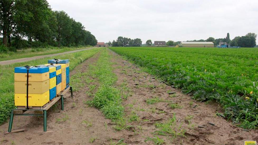 Voor de bestuiving van zijn courgettes heeft Reijnders rond de percelen enkele tientallen bijenkasten geplaatst.