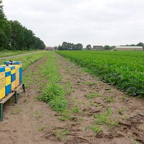 Voor de bestuiving van zijn courgettes heeft Reijnders rond de percelen enkele tientallen bijenkasten geplaatst.