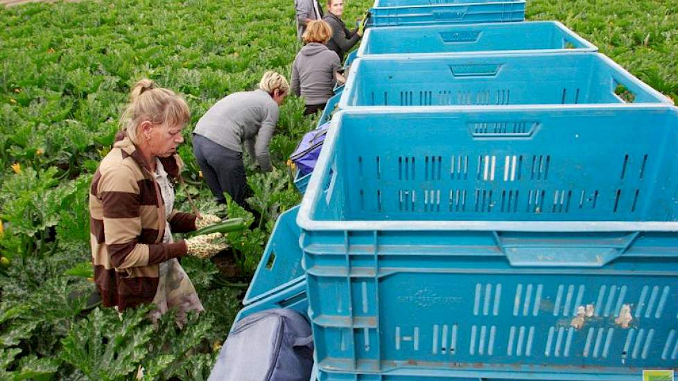 De oogst is handwerk. Sinds twee weken is Reijnders samen met zijn veelal Poolse medewerkers druk met het snijden van de eerste courgettes van dit jaar.