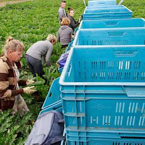 De oogst is handwerk. Sinds twee weken is Reijnders samen met zijn veelal Poolse medewerkers druk met het snijden van de eerste courgettes van dit jaar.