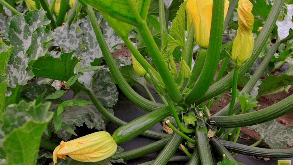 Reijnders heeft zijn courgettes in drie plantingen uitgezet. „Deze eerste courgettes oogsten we tot half juli en dan beginnen we aan de volgende teelt.We snijden 6 tot 7 weken van een plant.”